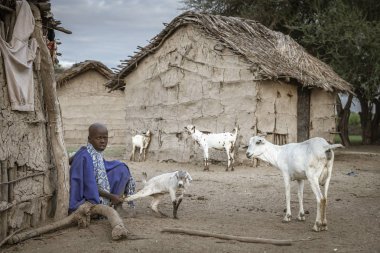 Aynı, Tanzanya - 4 Haziran 2019: Maasai kız süt emmek için annelerine gitmekten bebek keçi geri tutarak, böylece annesi gelip onları ilk sağabilir