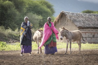 Aynı, Tanzanya - 4 Haziran 2019: eşekli maasai bayanlar, su getirmek için bir nehre gitmeye hazırlanıyor