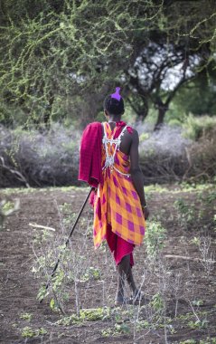 Aynı, Tanzanya - 4 Haziran 2019: parlak giyim maasai warrier, saçında bir tarak ile