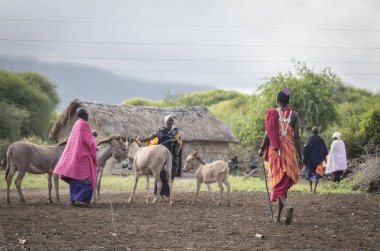 Aynı, Tanzanya - 4 Haziran 2019: eşekli maasai bayanlar, su getirmek için bir nehre gitmeye hazırlanıyor