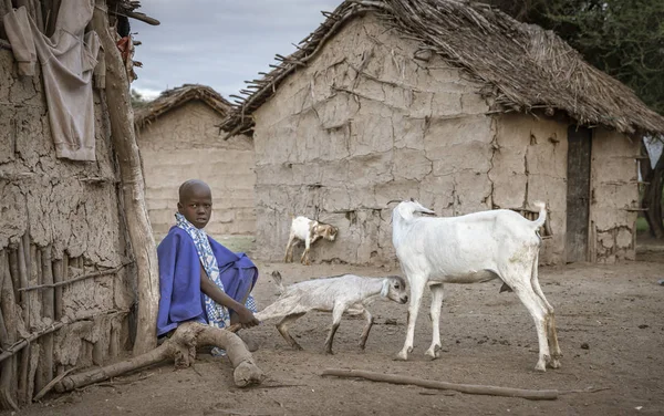 タンザニア タンザニア 2019年6月4日 マサアイの女の子は ミルクを吸うために母親に行くから赤ちゃんヤギを保持しているので 彼女の母親が来て 最初にそれらをミルクすることができます — ストック写真