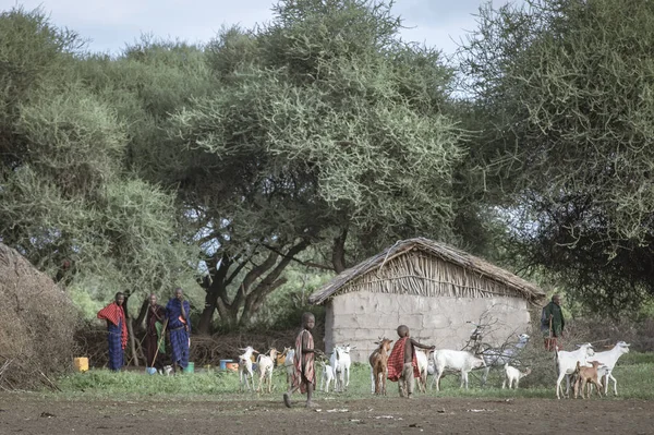 Same Tanzania Czerwca 2019 Maasai Chłopców Pasterskich Kóz — Zdjęcie stockowe