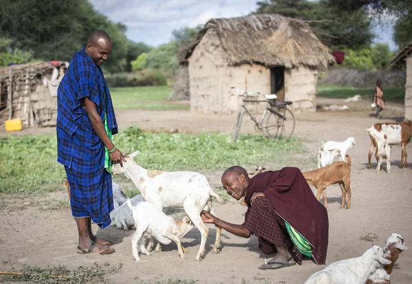 Stejně Jako Tanzanii Června 2019 Masajská Man Svými Kozy — Stock fotografie