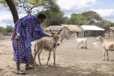 Aynı, Tanzanya - 4 Haziran 2019: bebek eşek li maasai adam