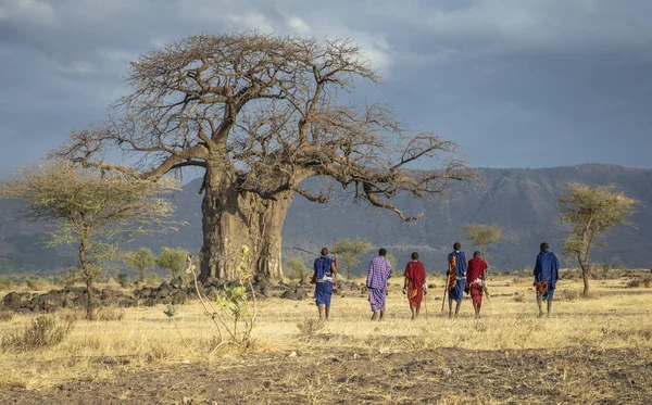 Ngorongoro Tanzania Września 2019 Maasiai Warriors Wielkim Baobab Tree — Zdjęcie stockowe