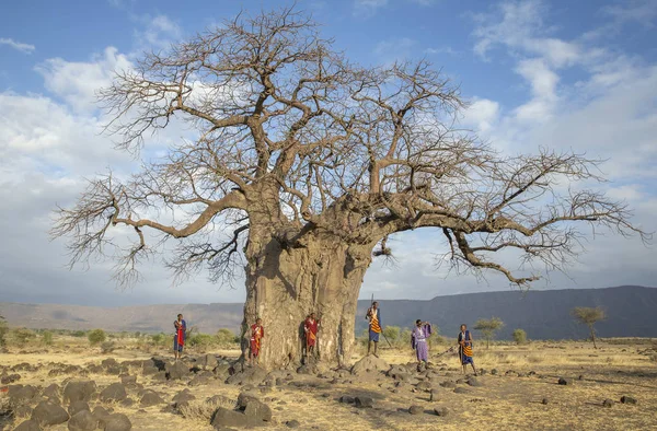 Нгоронгоро Танзания Сентября 2019 Года Воины Маасиаи Большого Дерева Баобаб — стоковое фото