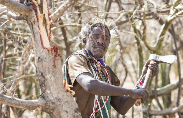 Eyasi Gölü Tanzanya Eylül 2019 Hadzabe Adam Bir Ağaçta Bal — Stok fotoğraf