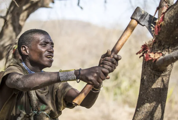 Eyasi Tanzanie Září 2019 Hadzabí Muž Hledaje Med Stromě — Stock fotografie