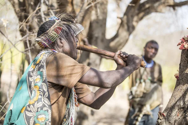 Lago Eyasi Tanzania Septiembre 2019 Hadzabe Hombre Buscando Miel Árbol — Foto de Stock