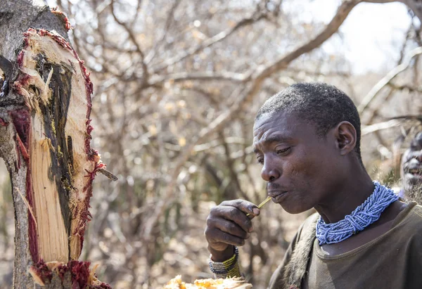 Eyasi Tanzanie Září 2019 Hadzabí Muž Hledaje Med Stromě — Stock fotografie