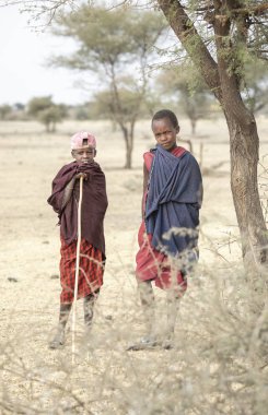 Arusha, Tanzanya, 7 Eylül 2019: maasi erkekler evlerinin dışında, savana bir manzara