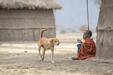 Arusha, Tanzanya, 7 Eylül 2019: maasai çocuk evinin dışında yemek, köpeği ile izliyor