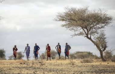Arusha, Tanzanya, 7 Eylül 2019: Maasai savaşçıları bir savanada yürüyor