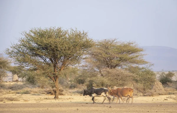 Cows Coming Home Night Masailand Northern Tanzania — Zdjęcie stockowe