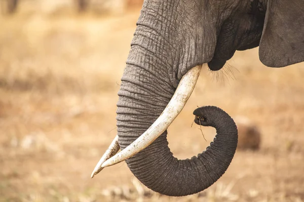 Primer Plano Las Tareas Elefante Hembra — Foto de Stock