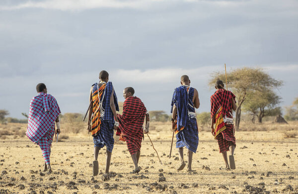 Arusha, Tanzania, 7th September 2019: maasai warriors walking in a savannah