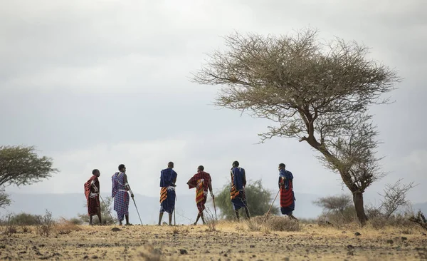 Arusha Tanzânia Setembro 2019 Guerreiros Maasai Caminhando Uma Savana — Fotografia de Stock