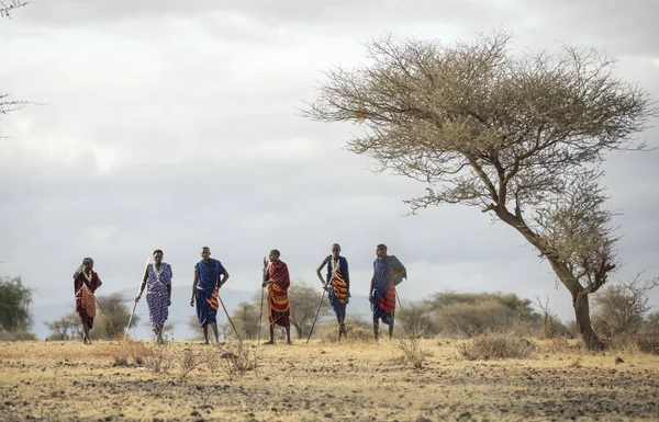 Arusha Tanzania Settembre 2019 Guerrieri Maasai Che Camminano Una Savana — Foto Stock