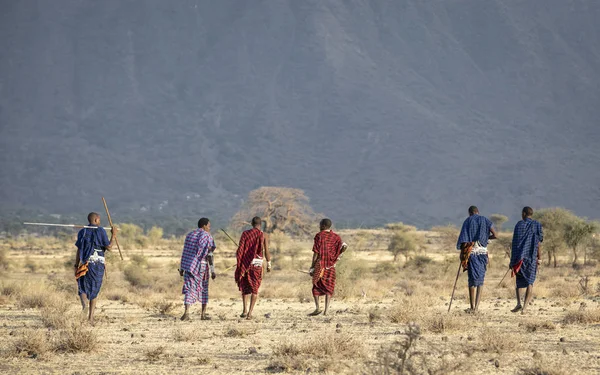 Arusha Tanzania Września 2019 Stary Masajscy Wojownicy Walkingin Savannah — Zdjęcie stockowe