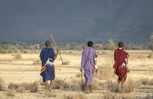Arusha Tanzania September 2019 Gamla Maasai Warriors Walkingin Savann — Stockfoto