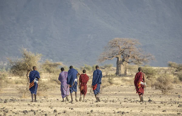 Arusha Tanzania Settembre 2019 Vecchi Guerrieri Maasai Che Camminano Una — Foto Stock