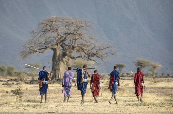 Arusha Tanzânia Setembro 2019 Velhos Guerreiros Maasai Caminhando Uma Savana — Fotografia de Stock