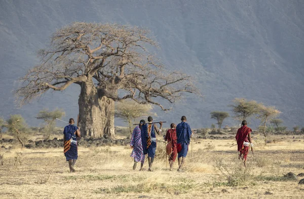 Arusha Tanzánia Szeptember 2019 Régi Maszáj Harcosok Walkingin Egy Szavanna — Stock Fotó