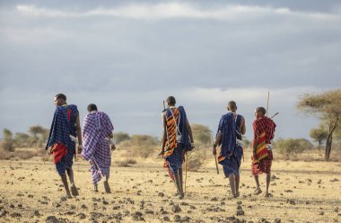 Arusha, Tanzanya, 7 Eylül 2019: maasai warriers bir savana yürüyüş