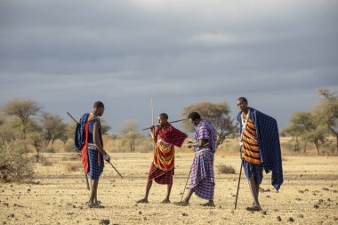 Arusha, Tanzanya, 7 Eylül 2019: maasai warriers bir savana yürüyüş