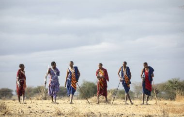 Arusha, Tanzanya, 7 Eylül 2019: Maasai savaşçıları bir savanada yürüyor