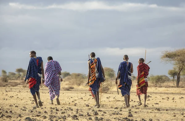 Arusha Tanzania September 2019 Maasai Warriers Wandelen Een Savanne — Stockfoto