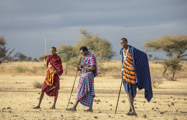 Arusha, Tanzania, 7th September 2019: maasai warriers walking in a savannah