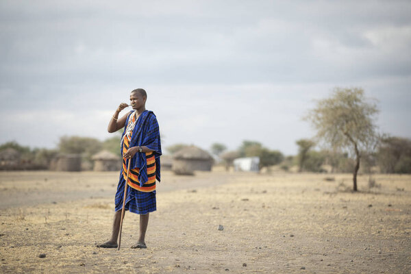 Arusha, Tanzania, 7th September 2019: maasai warriors walking in a savannah