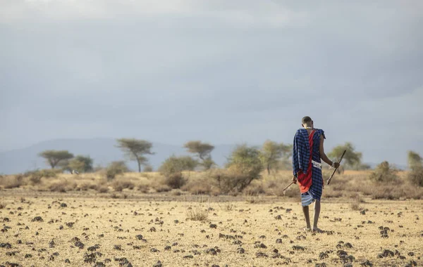 タンザニア アルシャ 2019年9月7日 サバンナを歩くマサライの戦士 — ストック写真