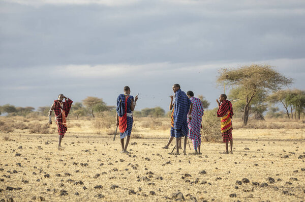 Arusha, Tanzania, 7th September 2019: maasai warriers walking in a savannah