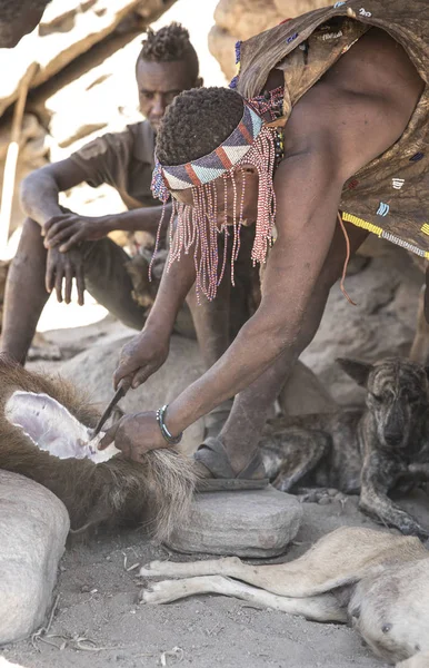 Jezioro Eyasi Tanzania Września 2019 Hadzabe Mężczyzn Świeżo Zabitych Dzik — Zdjęcie stockowe