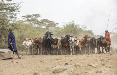 Arusha, Tanzanya, 7 Eylül 2019: Masai erkekleri ineklerini su içmek için nehre götürüyor