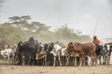 Arusha, Tanzanya, 7 Eylül 2019: Masai erkekleri ineklerini su içmek için nehre götürüyor
