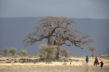 Arusha, Tanzanya, 7 Eylül 2019: Masai savaşçıları bir keçi öldürüp yemek için et kampına doğru yürüyorlar.