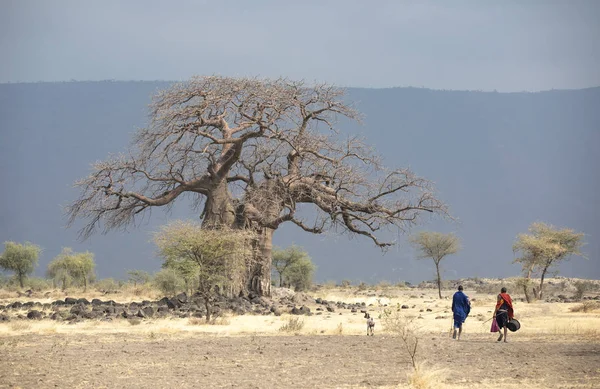 Wojownicy Maasai Chodzenie Naturze Kierunku Dużego Drzewa Baobab — Zdjęcie stockowe