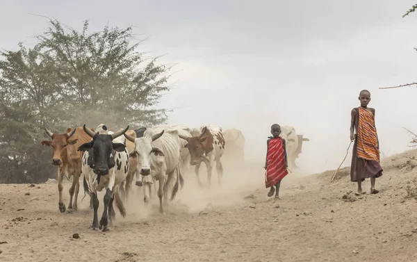 Arusha Tanzania Septiembre 2019 Hombres Masai Llevando Sus Vacas Río — Foto de Stock