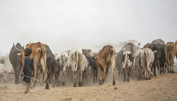 Arusha Tanzanie Září 2019 Masajové Berou Krávy Drink — Stock fotografie