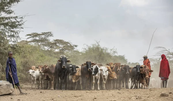 2019年9月7日タンザニアのアルシャ マサイ族の男性が牛を連れて酒を飲みにドライブする — ストック写真
