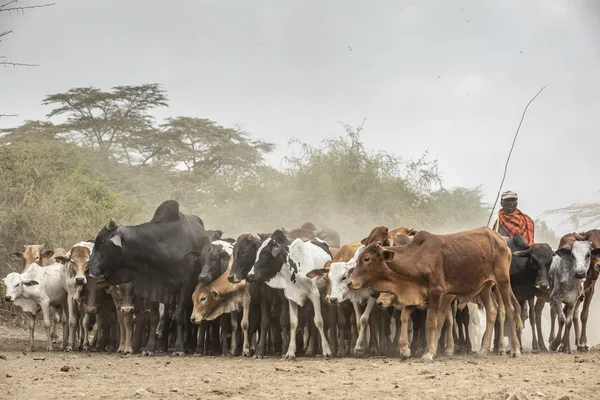 Arusha Tanzanie Září 2019 Masajové Berou Krávy Drink — Stock fotografie