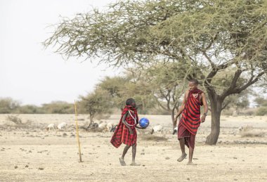 Arusha, Tanzanya, 7 Eylül 2019: Maasai savaşçıları savannah'da futbol oynuyor