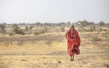 Arusha, Tanzanya, 7 Eylül 2019: Doğada yürüyen yaşlı maasai adam