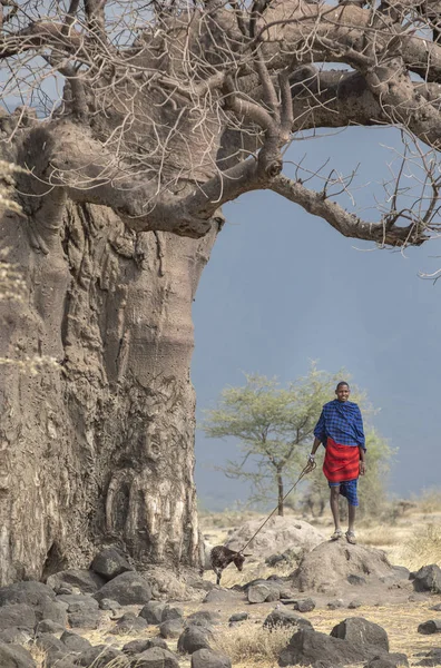 Arusha Tanzania Września 2019 Wojownik Maasajski Kozą Pod Dużym Baobabem — Zdjęcie stockowe