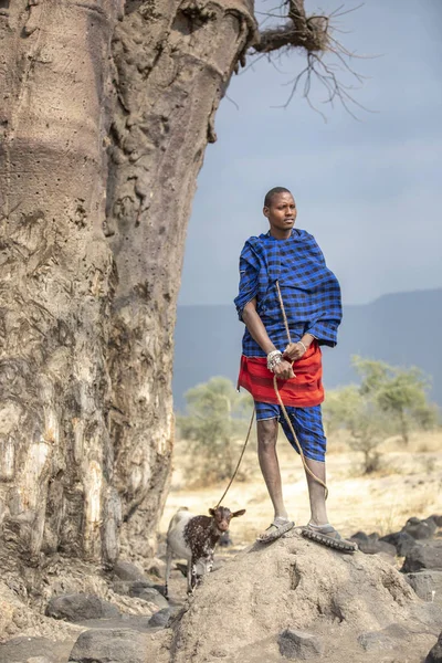 Arusha Tanzania 7Th September 2019 Maasai Warrior Goat Large Baobab — Stock Photo, Image