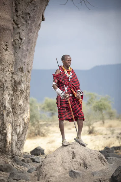 Arusha Tanzanya Eylül 2019 Masai Savaşçısı Kuzey Tanzanya Savanasında — Stok fotoğraf