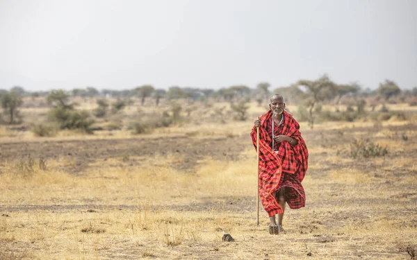 Аруша Танзанія Вересня 2019 Старий Чоловік Масаї Який Ходить Природі — стокове фото